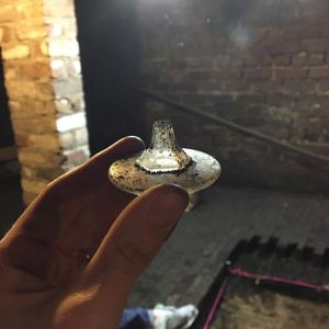 16583283_1266339303433039_2001705100694781952_n